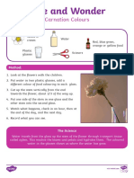 Carnation Colours and Wonder Science Activity