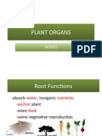 Roots and Stems