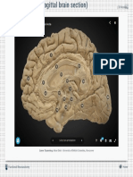 3D Models Limbic System