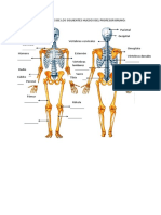 Osteologia Taller