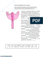 Menstrual Cycle Worksheet