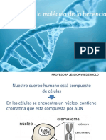 organización del ADN