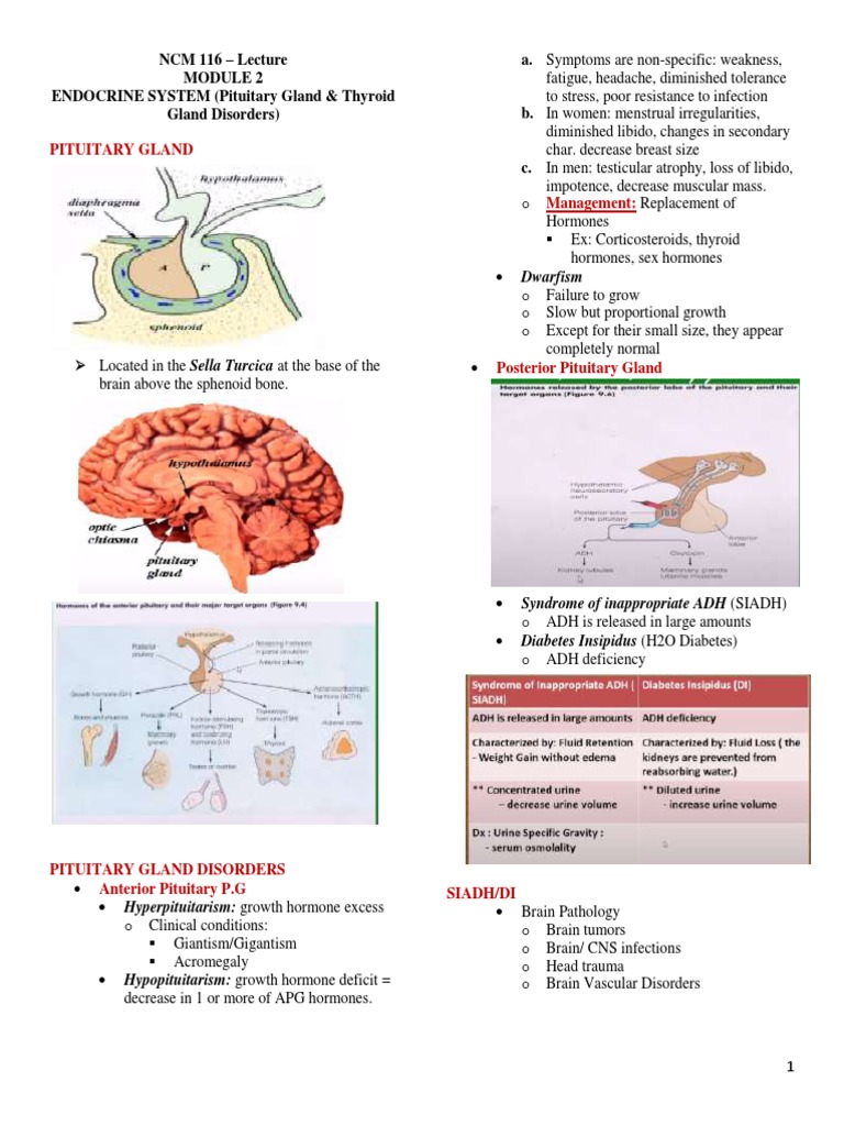 Endocrine System Disorders Overview | PDF | Hyperthyroidism | Thyroid