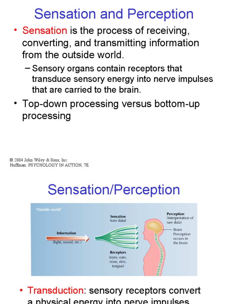 Sensation Perception | PDF | Senses | Perception