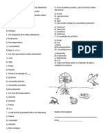 Taller Evaluativo Grupal Sobre Las Cadenas Alimenticias