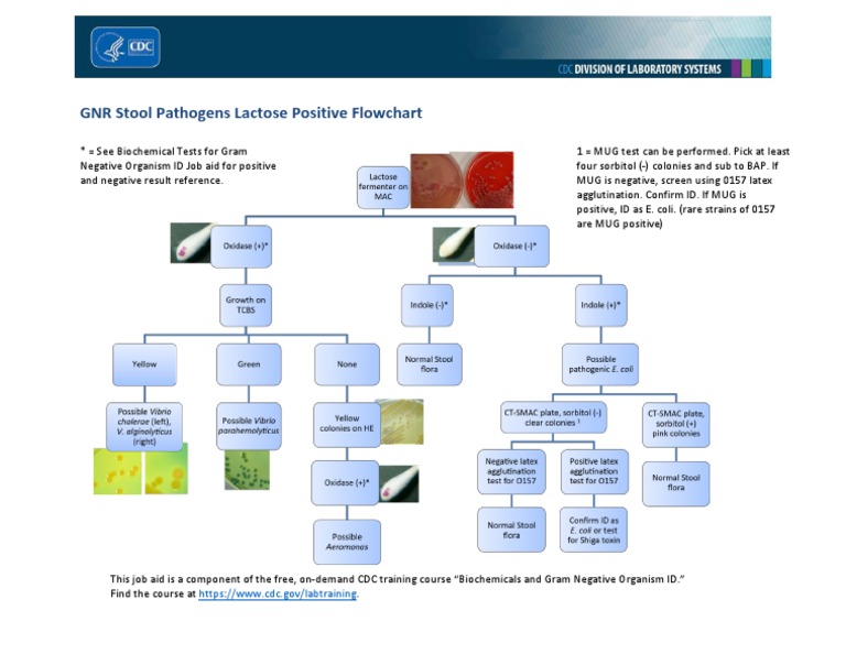 GNR Stool Pathogens Lactose Positive Flowchart 508 PDF