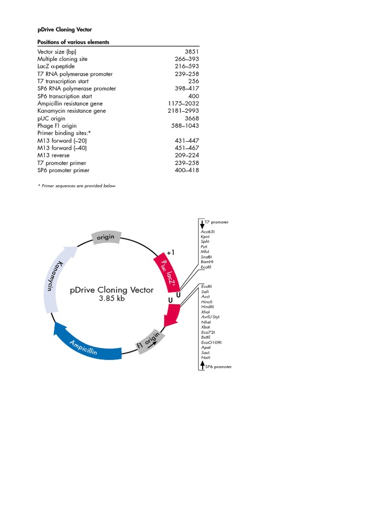 Pdrive Cloning Vector Map EN PDF Promoter Systems Biology