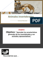 Ciencia Invertebrados