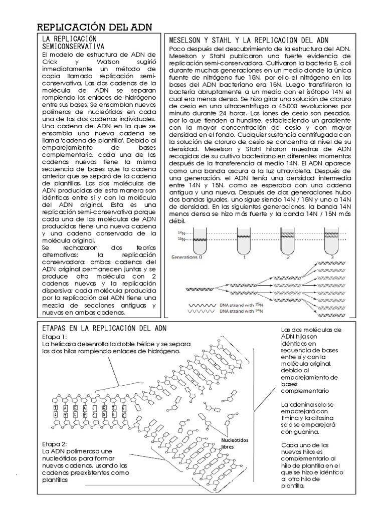 Replicación y Transcripción del ADN | PDF | Rna | Codigo genetico