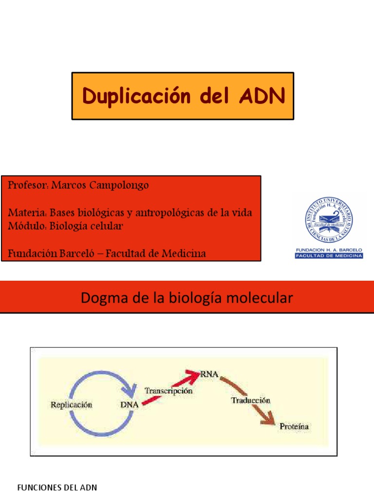 Duplicación del ADN: Proceso y Enzimas | PDF | Replicación De Adn | Adn