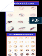 Plasmodium falciparum lifecycle