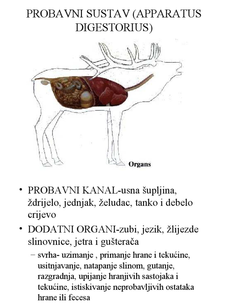 Probavni Sistem Kod Zivotinja | PDF