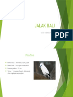 Jalak Bali
