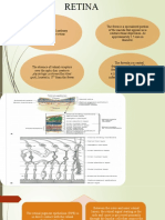 Retina structure and function