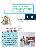 Anatomy of Female Pelvis & Fetal Skull