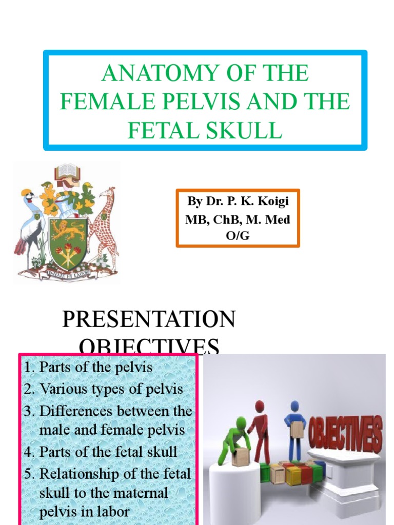 Anatomy of Female Pelvis & Fetal Skull | PDF | Pelvis | Musculoskeletal ...