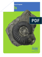 Fossils FIN HR