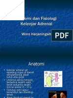 Slide Anatomi Dan Fisiologi Kelenjar Adrenal