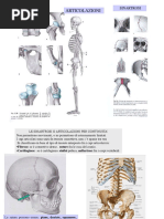 Articolazioni e colonna