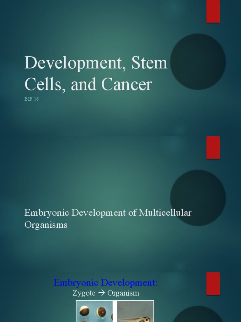 Development, Stem Cells, and Cancer | PDF | Oncogene | Cell Potency