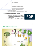 Tema 10 Parte 2 Ciclo Desarrollo Plantas