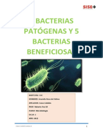 Mycobacterium Tuberculosis