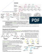 Metabolismo glucógeno