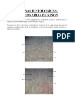 Formación riñón embrionario y desarrollo pulmón e intestino