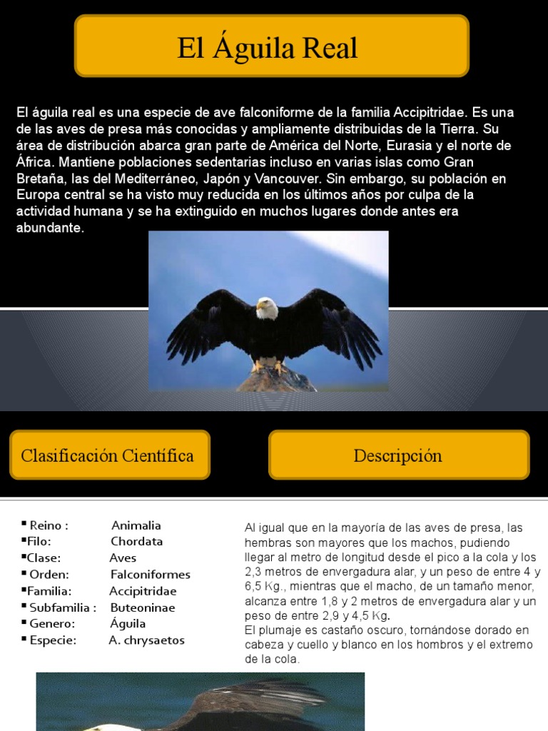 Power Point (Aguila Real) | PDF | Zoología | Aves De Eurasia