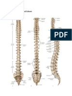 Gabungan Materi Praktikum Neuro Per Minggu Malam