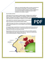 Célula eucariota: características y partes