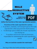 All About The Male Reproductive System