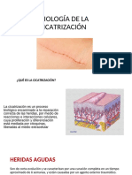 Cicatrizacion - PDF Export