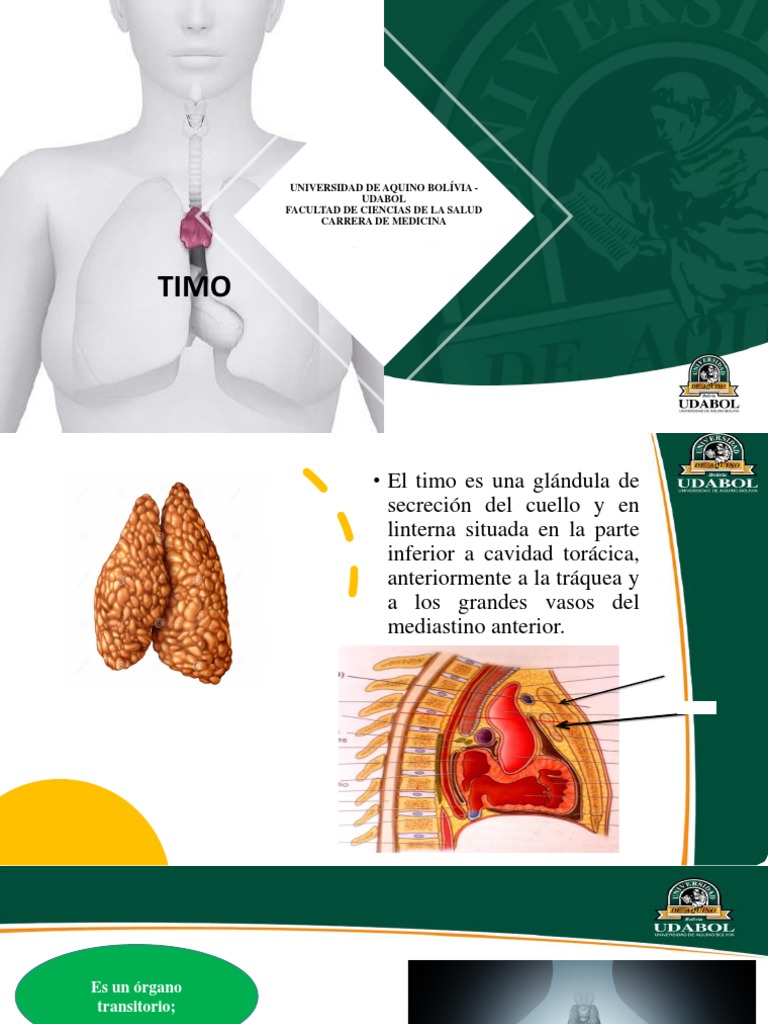 Anatomía y Función del Timo en Perros | PDF | Timo | Tórax