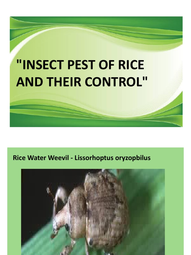 Insect Pest of Rice | PDF | Home & Garden | Science & Mathematics