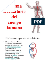 Sistema circulatorio humano