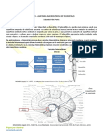 Anatomia Macroscópica do Telencefalo - Resumo