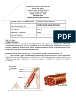 Sistema Muscular