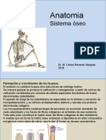 Sistema óseo humano