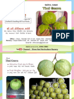Thai Guava: A High Yielding Guava Variety