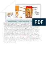 Development and Function of The Dentin and The Jaw Bones: A: Enamel