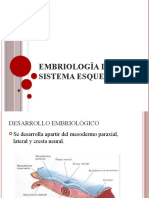 Embriologia Columna