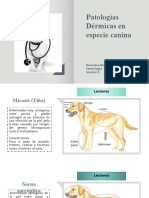 Patologías Dérmicas en Especie Canina