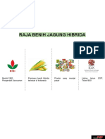 RAJA BENIH JAGUNG HIBRIDA