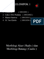 Morfologi Akar ( Radix ) Dan Morfologi Batang ( Caulis )