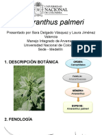 Amaranthus Palmeri-Seminario