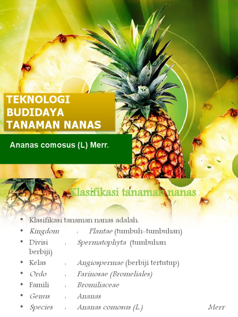 Teknologi Budidaya Tanaman Nanas | PDF