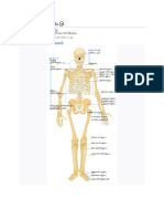 Skeletel System (Tamil)