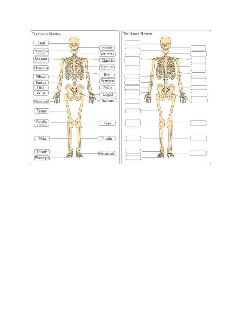 Human Skeleton Diagram Labelling Sheets | PDF