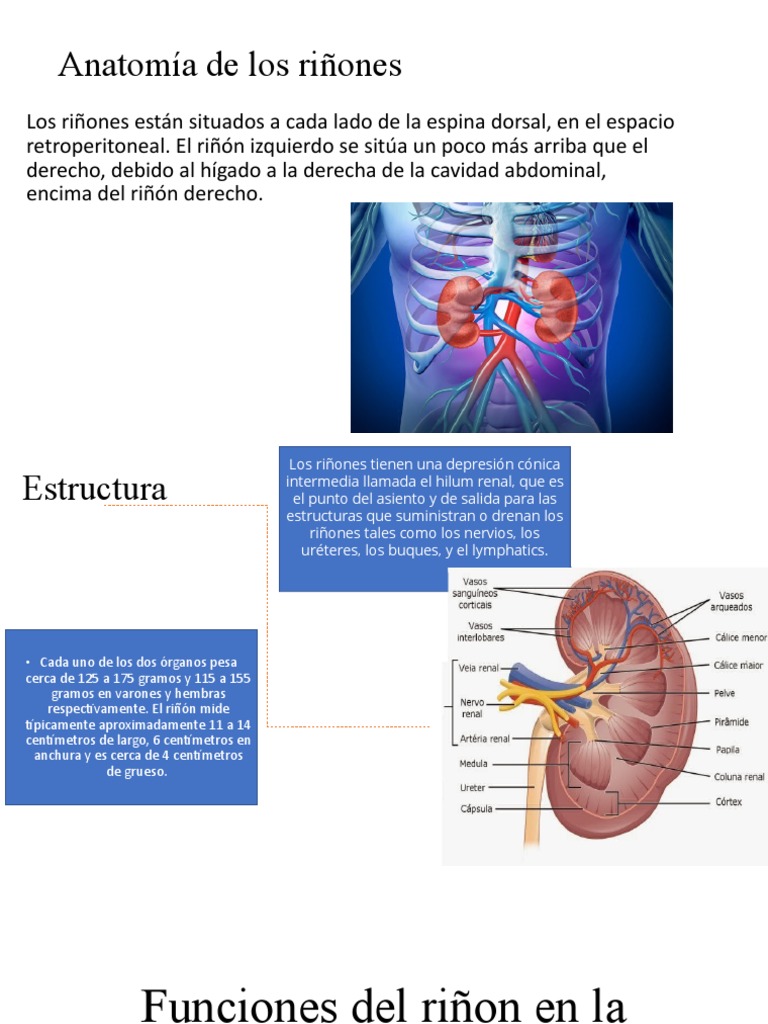 Anatomía y funciones de los riñones | PDF | Riñón | Micción